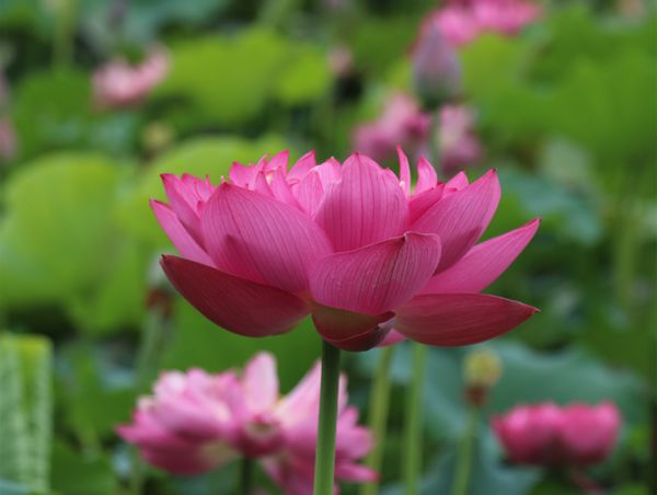 1500626314581875.jpg 14999977143067161.jpg